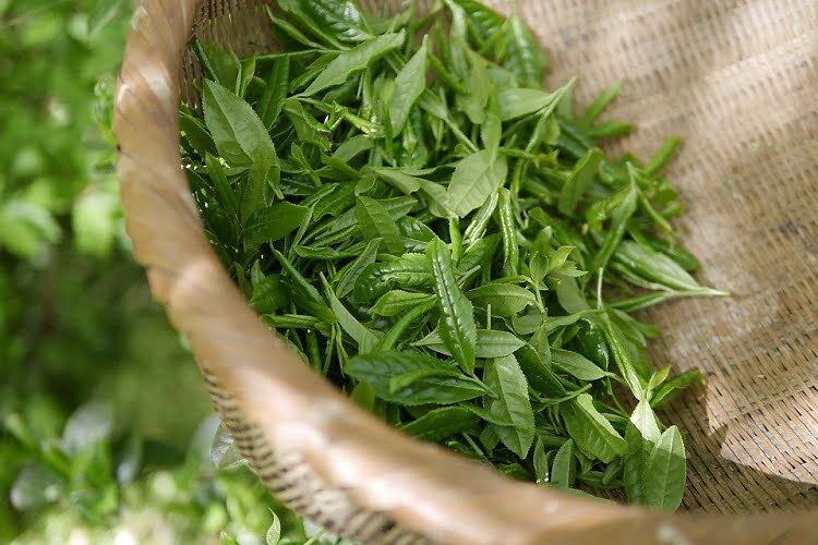 Green Tea Weight Loss