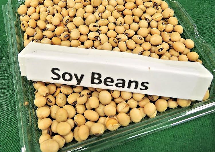 Is Soy Good For You? Is Soy Bad For You? Science Based