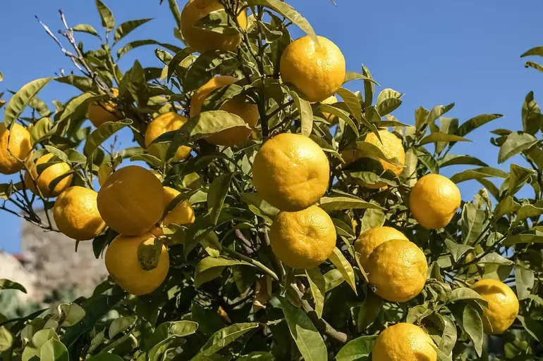 Bitter Orange